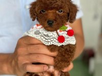 Adananın en seçkin toy poodle yavruları