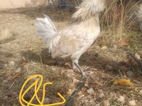 Mavi yeşil yumurta tavuklar