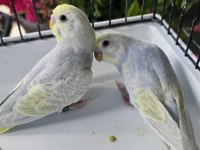 RENGARENK ÜST VASIF RAİNBOW MUHABBET TAKIMLAR