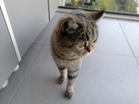 British shorthair kızımıza güvenli yuva arıyoruz