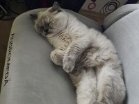 Blue point british shorthair ücretsiz