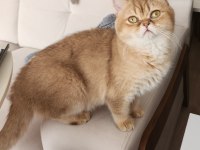 Yetişkin British Shorthair
