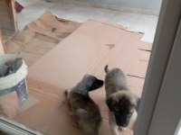 Tüm aşıları yapılmış 4 aylık kangal