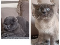 Biricik kızımızın güzel yavruları scottish