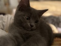 2.5 aylık sağlıklı british longhair yavrular