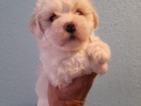 Maltese terrier yavru köpeklerimiz