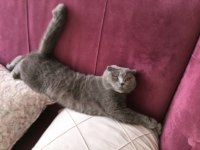 Scottish fold prenses yuva arıyor