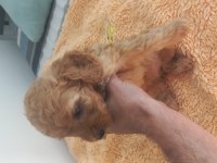 Sağlıklı neşeli poodle yavrular