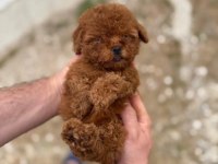 Kore Teacup Poodle Yavrularımız