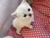DÜNYA GÜZELLERİ YENİ EVLERİNİ BEKLİYOR