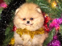 Orange ayı surat pomeranian