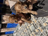 Red brown toy poodle yavrularımız