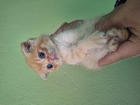 Scottish Fold Point