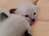 1 AYLIK SAFKAN YAVRU SİYAM KEDİSİ
