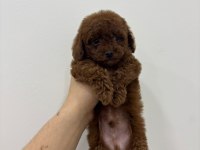 KORE KAN IRK VE SAĞLIK GARANTİLİ ERKEK YAVRU POODLE