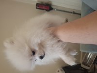 Yavru 3 aylık dişi pomeranian köpeğimizi sahiplendireceğim