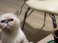 Meraklısına exotic shorthair