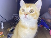British Shorthair Golden 3 Aylık Oyuncu