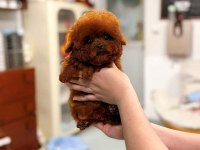Micro Kore Poodle Yavrularımız