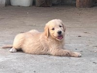 SAFKAN BABY FACE (BEBEK YÜZ) GOLDEN RETRİEVER PUPPY