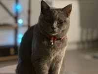 3 Yaşında Shorthair Dişi