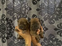 MÜKEMMEL KALİTE CHOW CHOW YAVRULAR