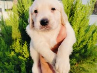 Golden retriever yavru köpeklerimiz