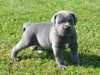 Üst Seviye Cane Corso Yavruları