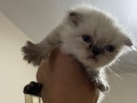 Rezerve scottish fold lynx point yavrular 25 günlük