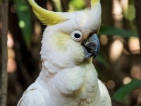 Dev Triton Sülfür Kakadu