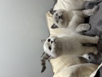 British shorthair yavrular