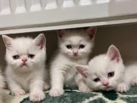 Teslime hazır british shorthair bebekler