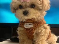 Yuvasına gitmeye hazır Maltipoo bebekler