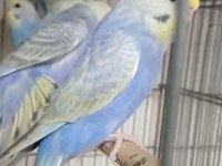 Yeni yeme düşen rainbow muhabbet kuşu bebekler