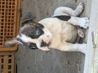 Erkek french bulldog yavrusu