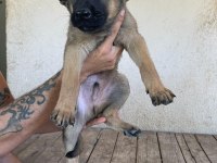 Koca Patili Malinois Yavrumuz