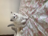 Ragdoll Yavruları