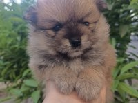Tatlılık abidesi son 2 yavru 1 dişi 1 erkek pomeranian