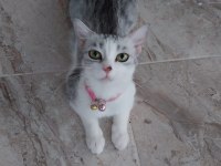 SİLVER BRİTİSH SHORTHAİR LUNA ÖMÜRLÜK YUVA ARIYOR