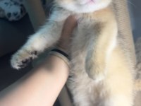 British shorthair golden kardeşler erkek