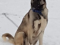 Kangal Yavrusu