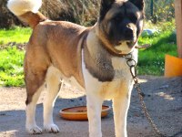 Amerikan Akita Yavrular