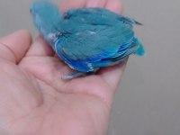 Erkek bebek forpus cep papağanı