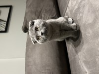 Kendini sevdiren sıcak kanlı beyaz Scottish fold
