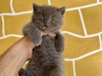 Çok Sevimli Ve Oyuncu British Shorthair Yavrularım