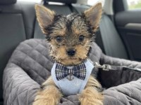 Tüy Dökmeyen Koku Alerji Yapmayan Irk Köpeğimiz