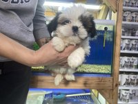 A kalite teslime hazır shih tzu yavrular