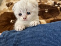 Scottish fold british