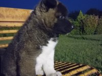 Efsane Amerikan Akita yavrular