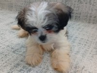 3 aylık shih tzu orjinal teacup yavru erkek